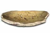 Polished Fossil Coral (Actinocyathus) Dish - Morocco #348542-1